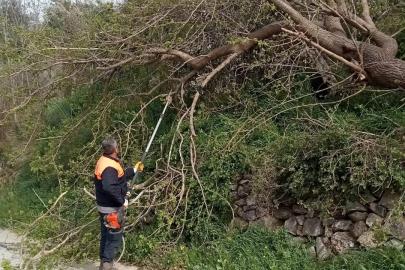 Fırtına etkili oldu, devrilen ağaçlar yolları kapattı