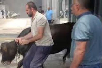 Kaçan kurbanlık dana soluğu acil serviste aldı