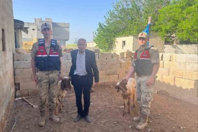 Kaybolan koyunlar jandarma ekiplerince bulundu