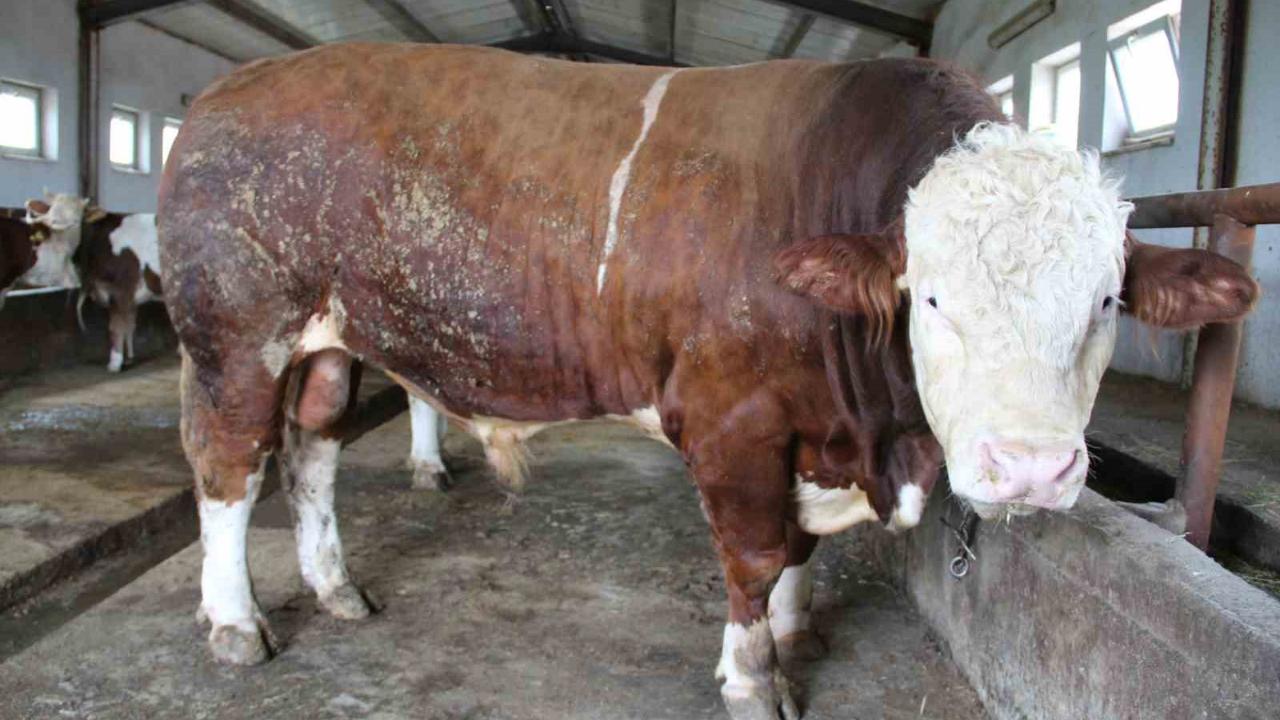 1,5 tonluk ’Tosun Paşa’ Kurban Bayramı öncesi alıcısını bekliyor