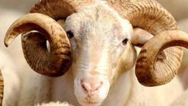 Alım gücündeki düşüş kurban kesimlerine yansıdı