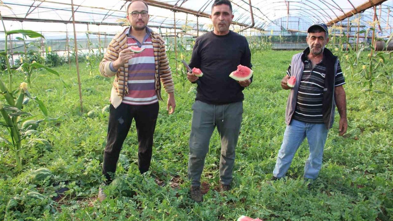 Çekirdek karpuzun hasadı başladı: 3 ayda hasat ediliyor, 1 ayda tükeniyor
