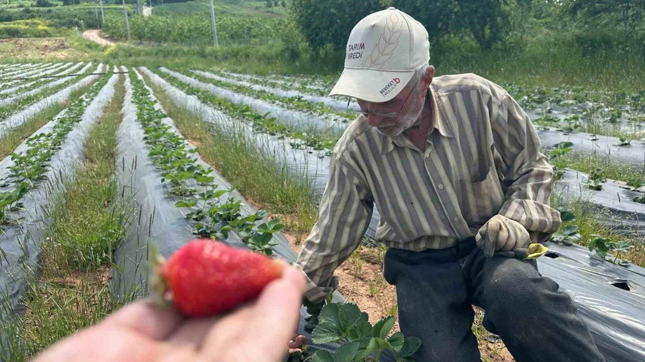 Çilek hasadı başlıyor; üretici 100 lira fiyat bekliyor
