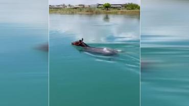Fırat Nehrinde yüzen atı görenler gözlerine inanamadı