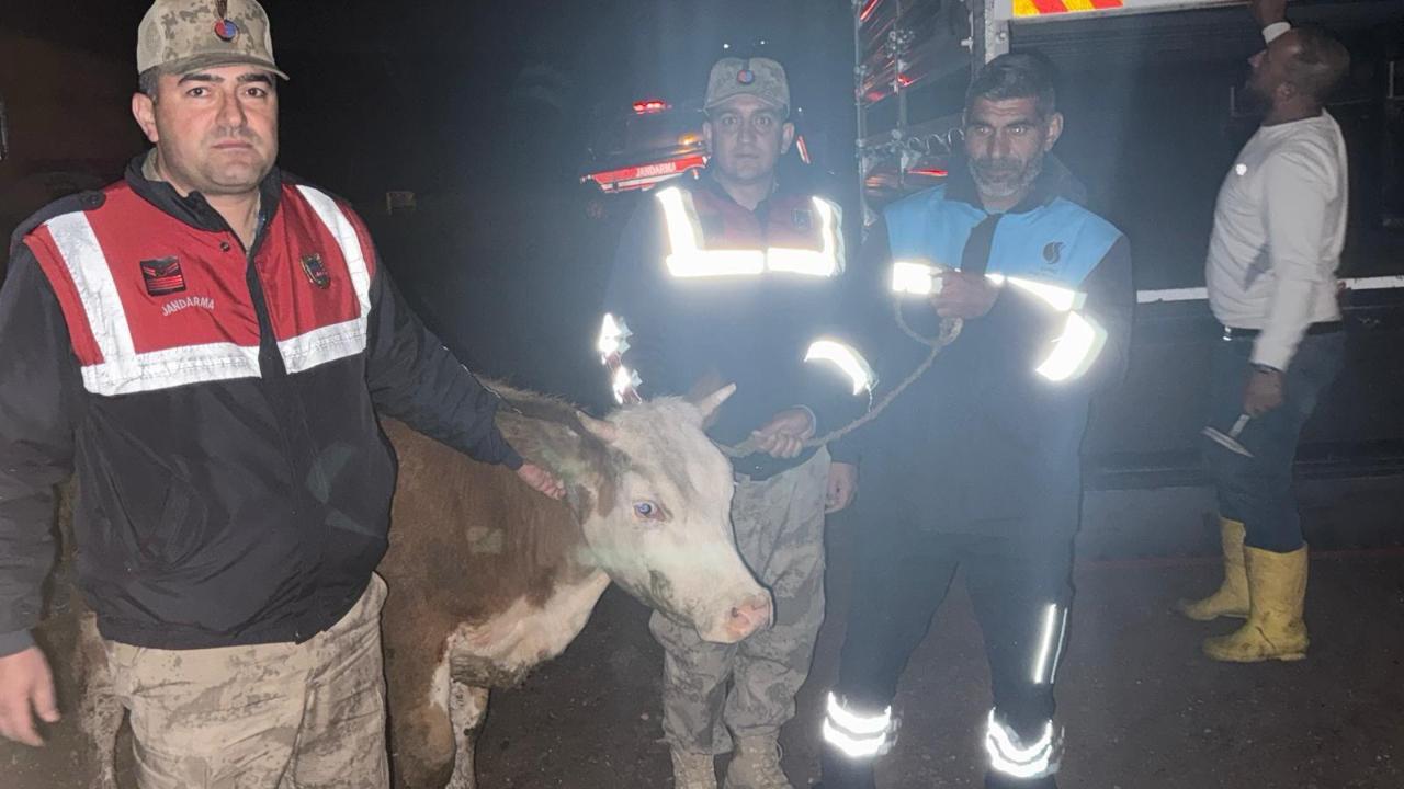 Jandarmadan inek hırsızlarına operasyon: 2 tutuklama