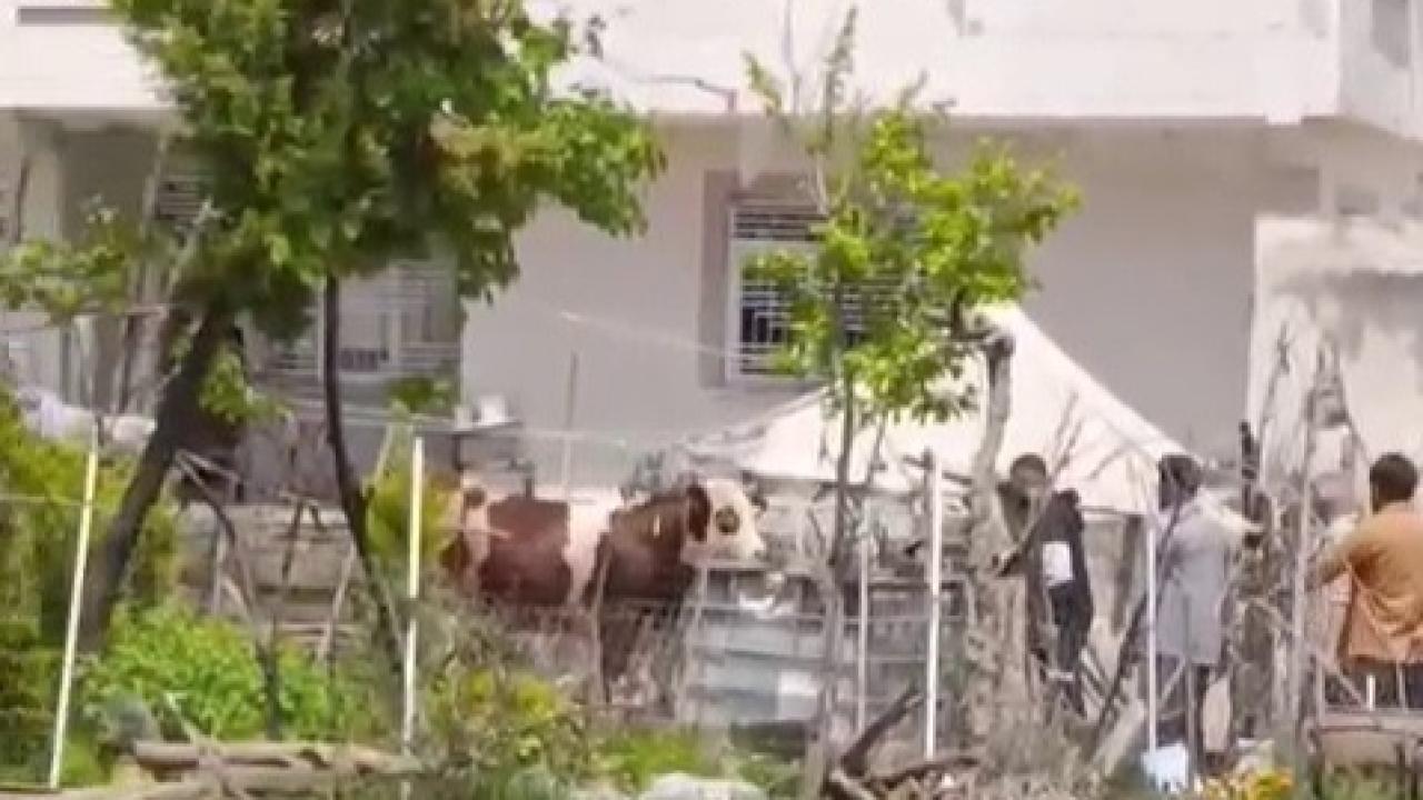Kaçan kurbanlık iğne vurularak yakalandı