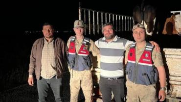 Kayıp büyükbaş hayvanlar sahiplerine teslim edildi