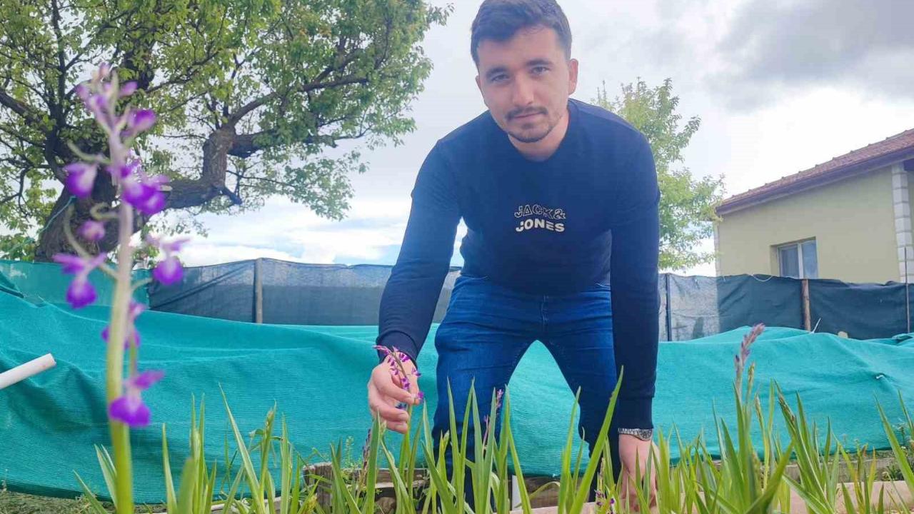 Köy bahçesinde başladı, hedef salep üretimini büyütmek