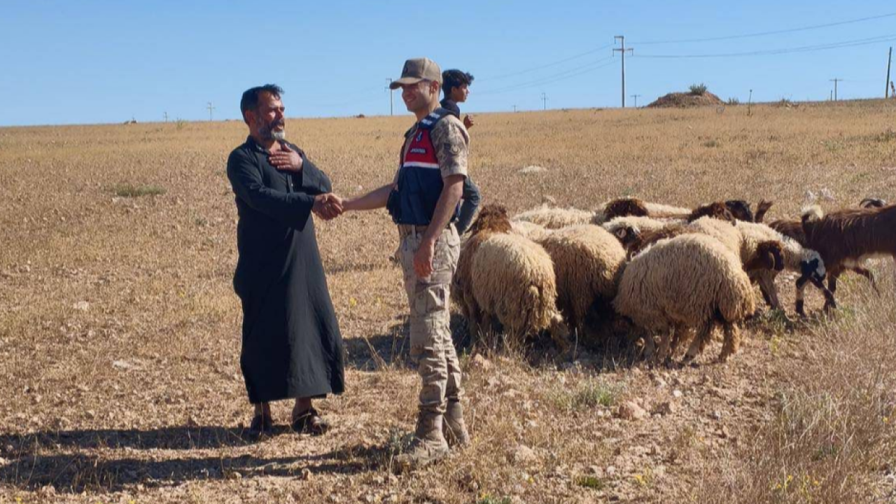 Şanlıurfa'da kaybolan 17 hayvanı jandarma buldu
