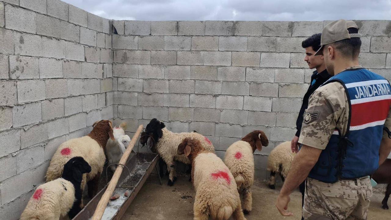 Şanlıurfa'da kaybolan kurbanlıklar dron ile bulundu