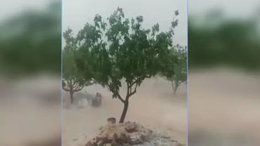 Şanlıurfa’da yağış ve dolu, fıstığı bu yıl derinden vurdu