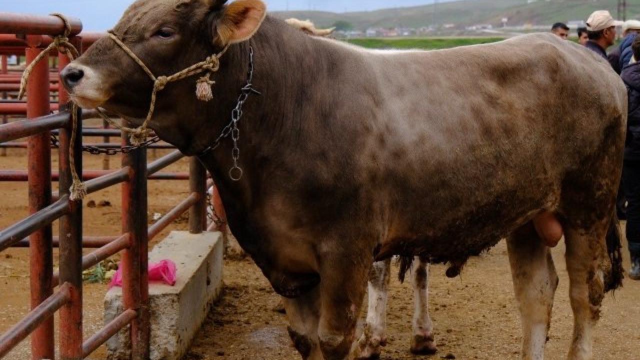 Uzmanından kurban eti uyarısı: "En az 12-24 saat dinlendirin"