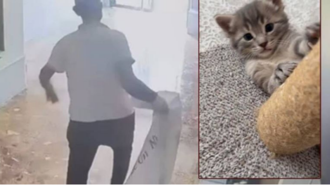 Yavru kedileri apartmandan uzaklaştıran kapıcı hakkında suç duyurusunda bulundu