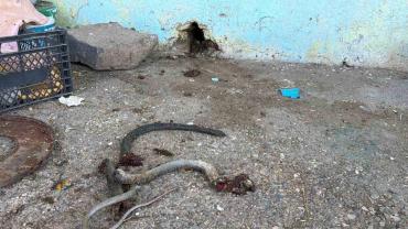 Şanlıurfa'da yılanı vurmak isterken 5 kişiyi yaraladı