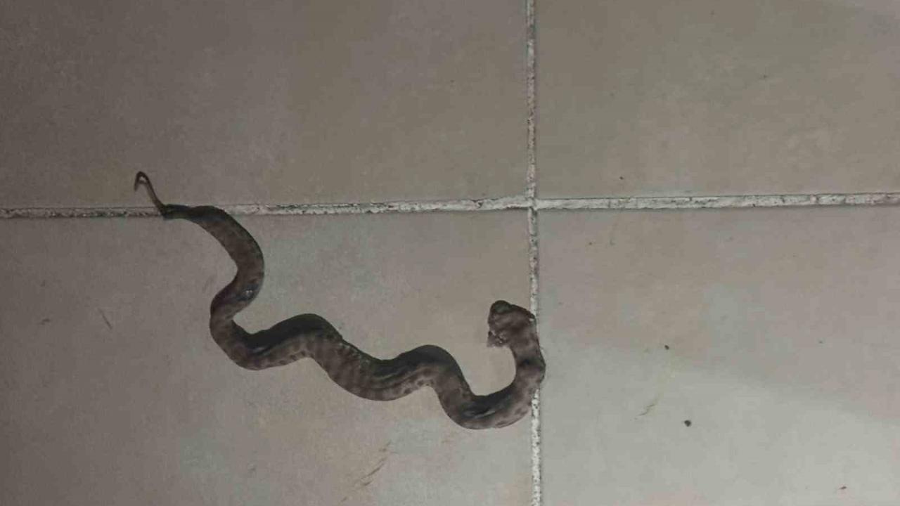 Apartmanda görülen yılan paniğe neden oldu