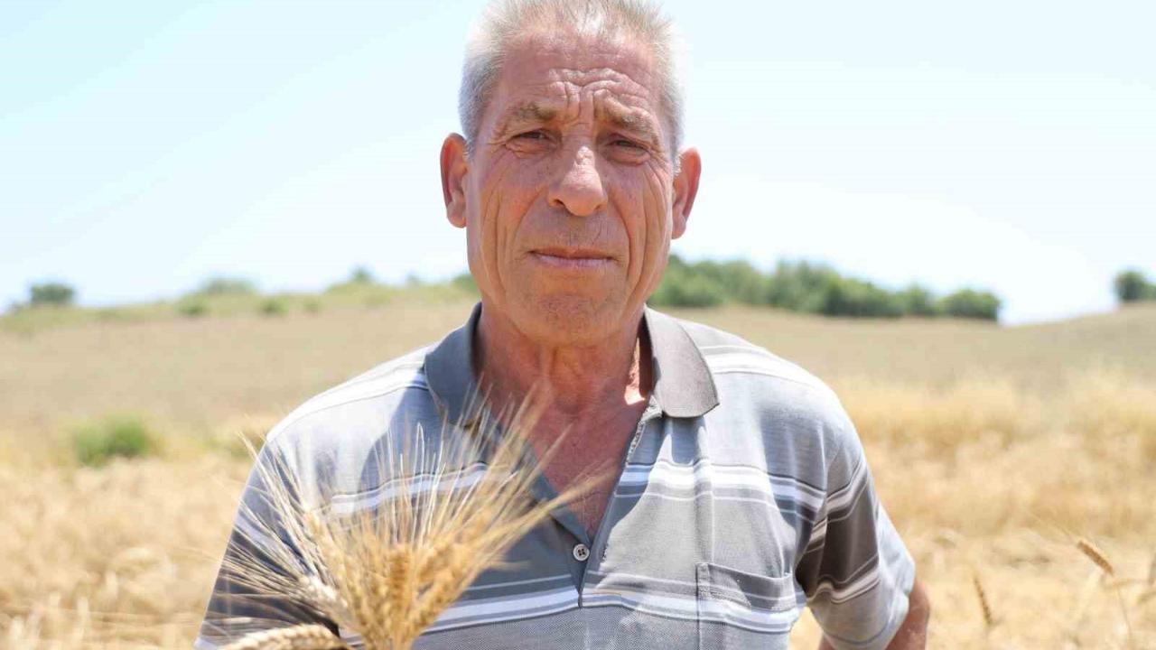 Ata tohumu karakılçık buğdayı yeniden üretime kazandırıldı