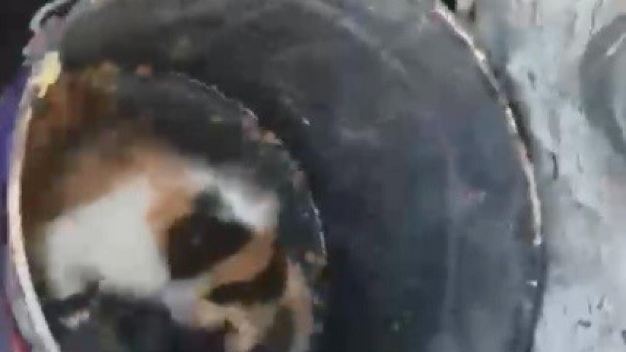 Balyozla genişletilen kuyudan yavru kedi kurtarıldı