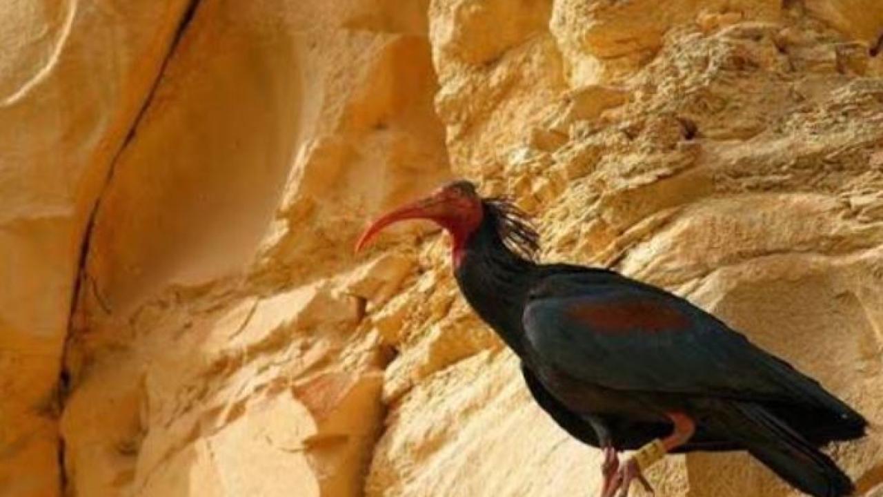 Birecik'te kelaynak sevinci: 66 yavru daha dünyaya geldi