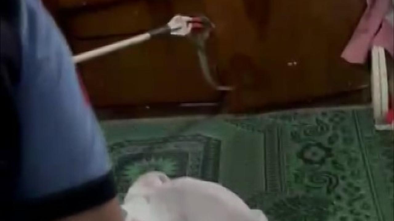 evde yılan paniği
