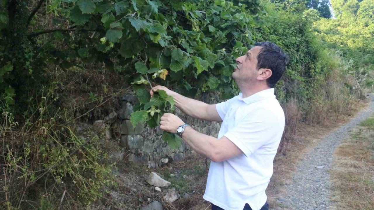 Fındıkta rekolte umudu yüksek, kokarca riski ise sürüyor