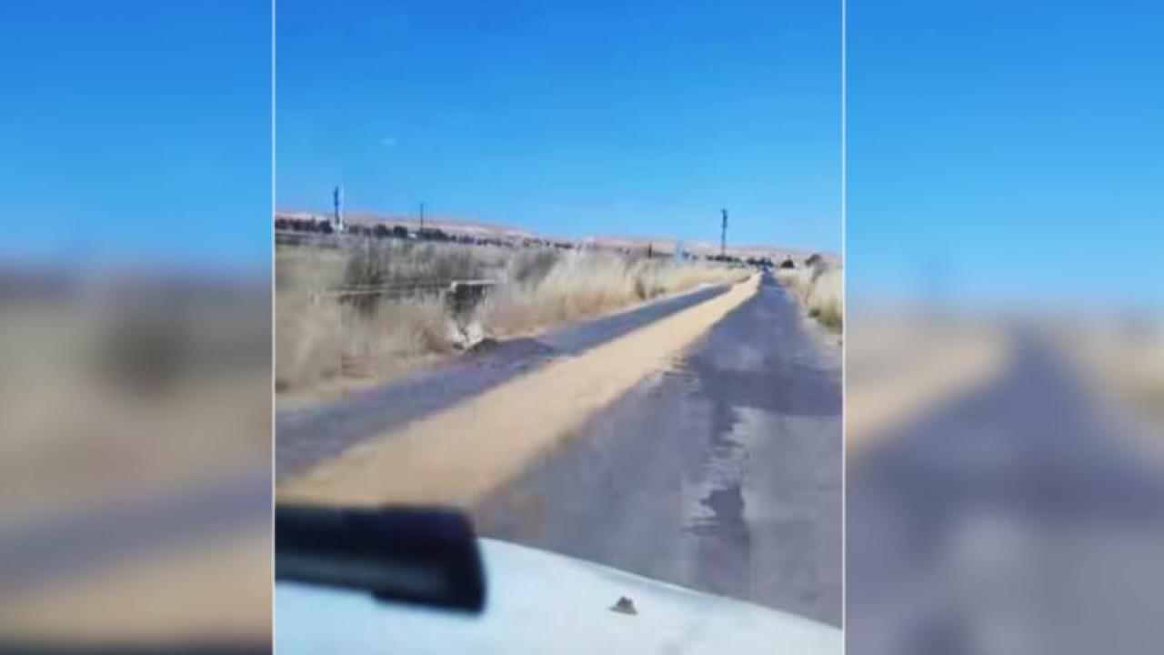 Harran'da yol boyunca dökülen buğday dikkat çekti