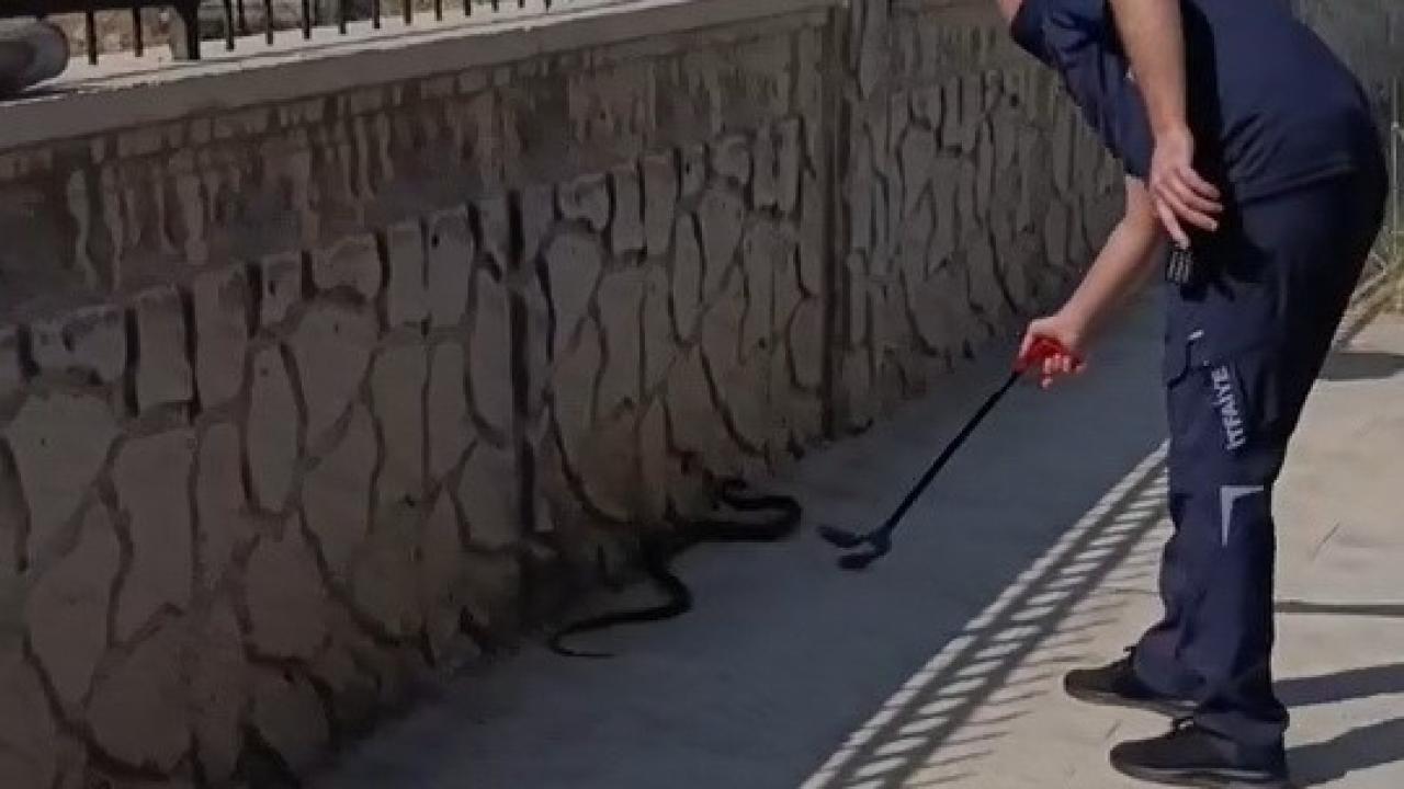 Hastane yanında görülen yılan paniğe neden oldu