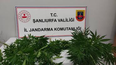 Hilvan ve Halfeti'de uyuşturucu operasyonu