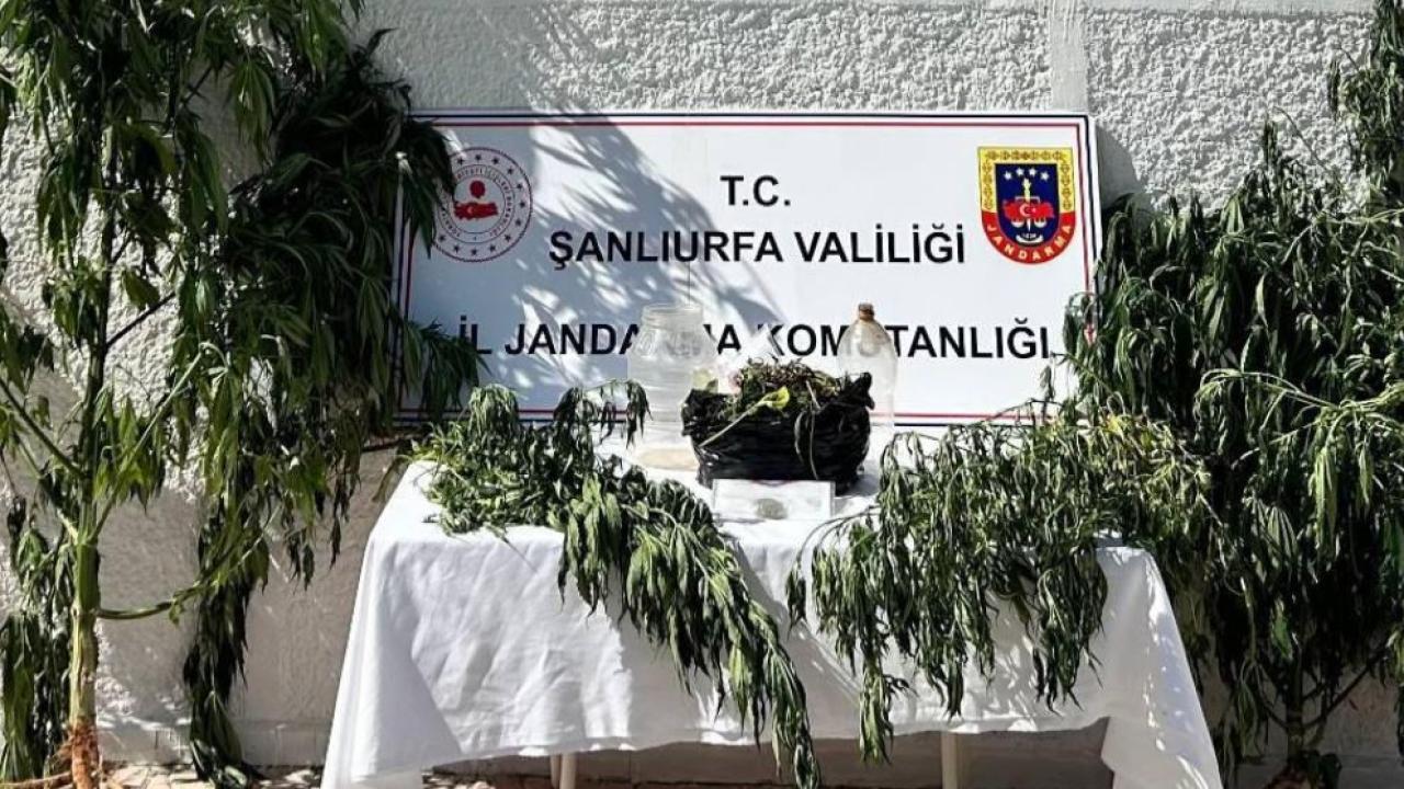 Hilvan'da 'kenevir' operasyonu: 1 gözaltı