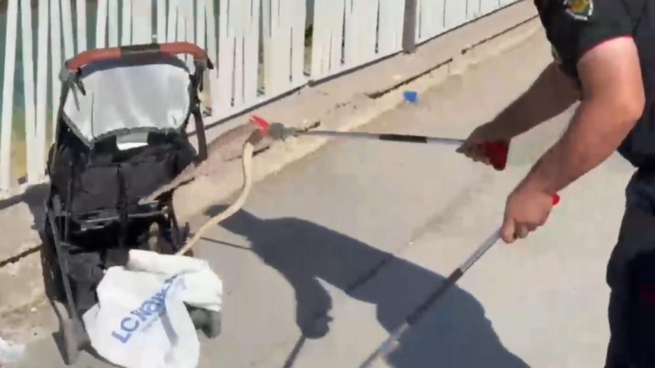Karaköprü GAP 3. Etap’ta yılan paniği