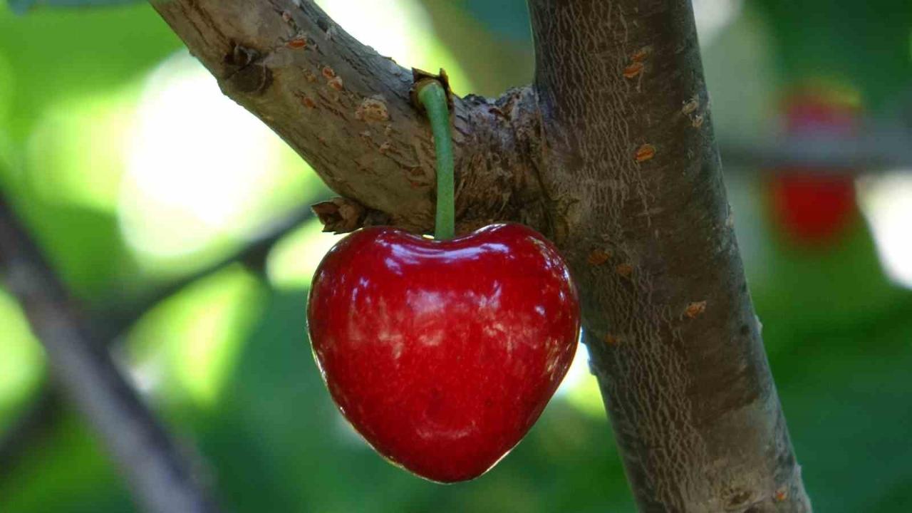 Küslere müjde, 1 hafta sonra kalpli kirazlar kalpleri tamir etmeye geliyor