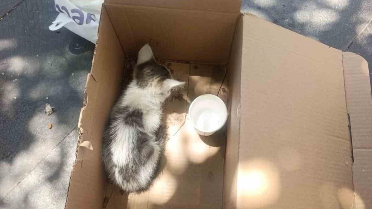 Reklam panosuna sıkışan yavru kedi AFAD ekiplerince kurtarıldı