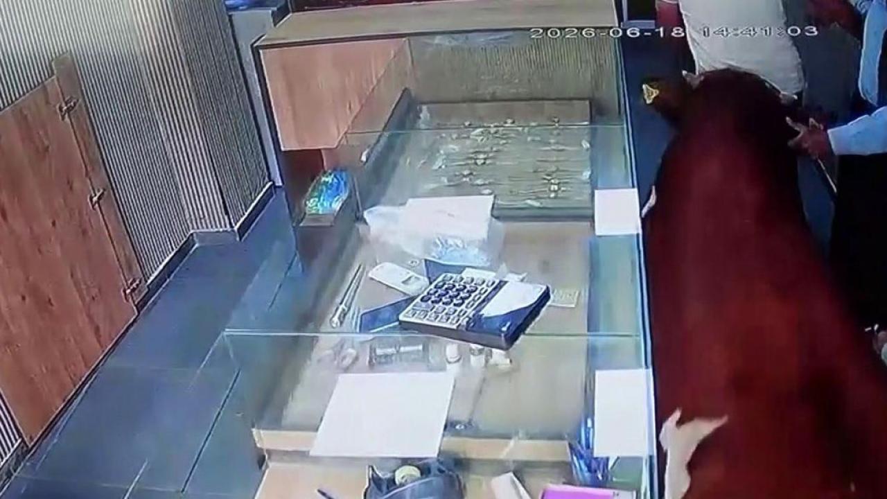 Sahibinden kaçan dana kuyumcu dükkânını birbirine kattı