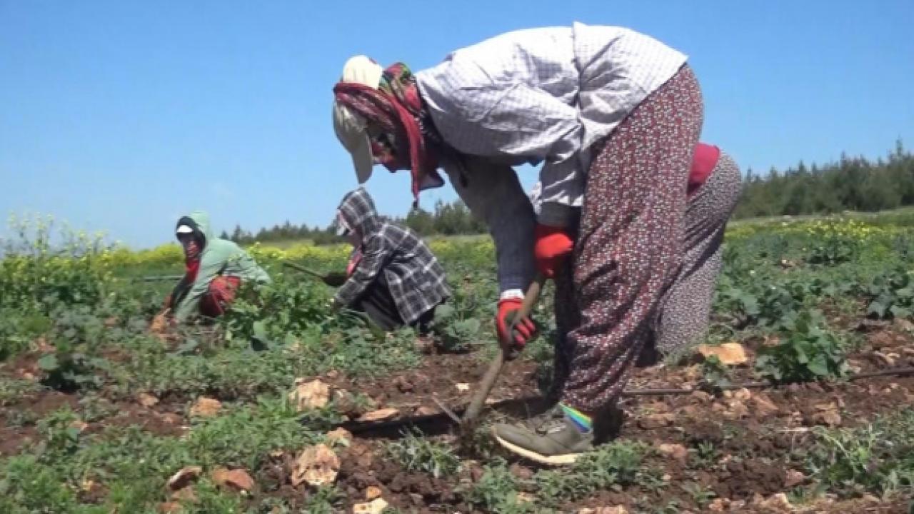 Şanlıurfa’da 2026 tarım işçisi ücretleri belli oldu