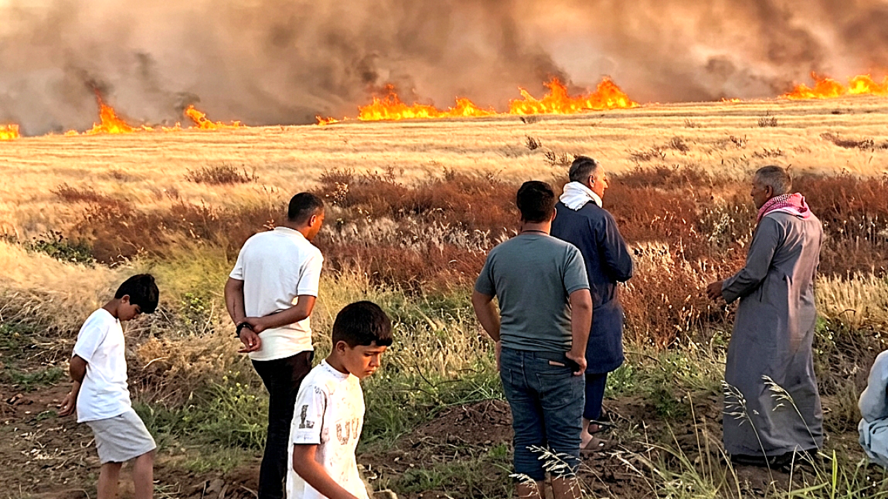 Şanlıurfa'da 300 dönüm tarla alevlere teslim oldu
