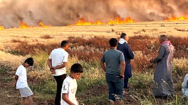 Şanlıurfa'da 300 dönüm tarla alevlere teslim oldu