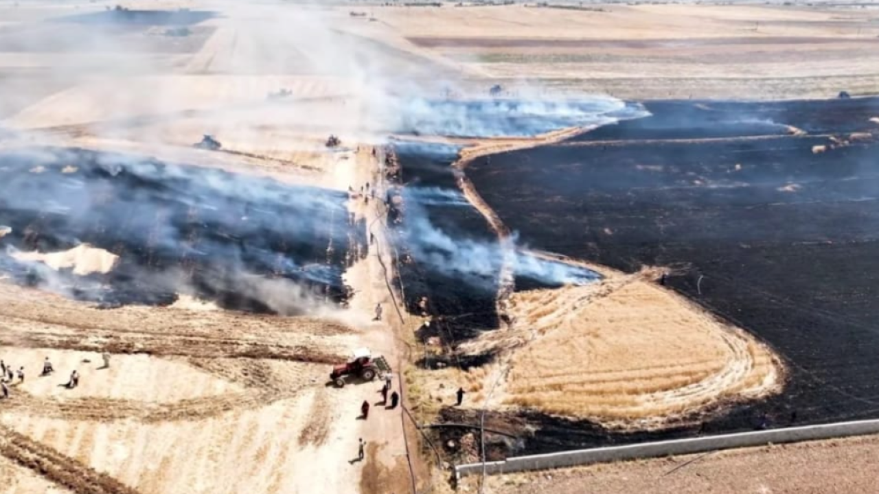 Şanlıurfa'da emekler bir tarlada daha zayi oldu