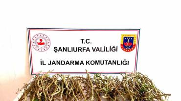 Şanlıurfa'da hırsızlar bu defa fıstık dalı çaldı