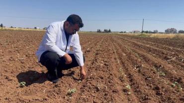 Şanlıurfa'da pamuk tarlalarını bekleyen tehlike