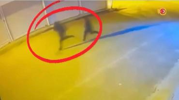 Silahlı suç örgütü şebekesi çökertildi: 40 gözaltı