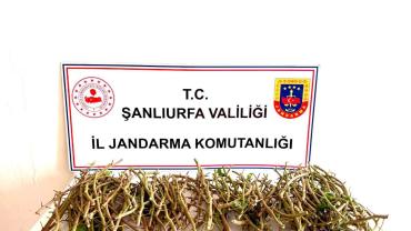 TİGEM'e dadanan 3 hırsız kıskıvrak yakalandı