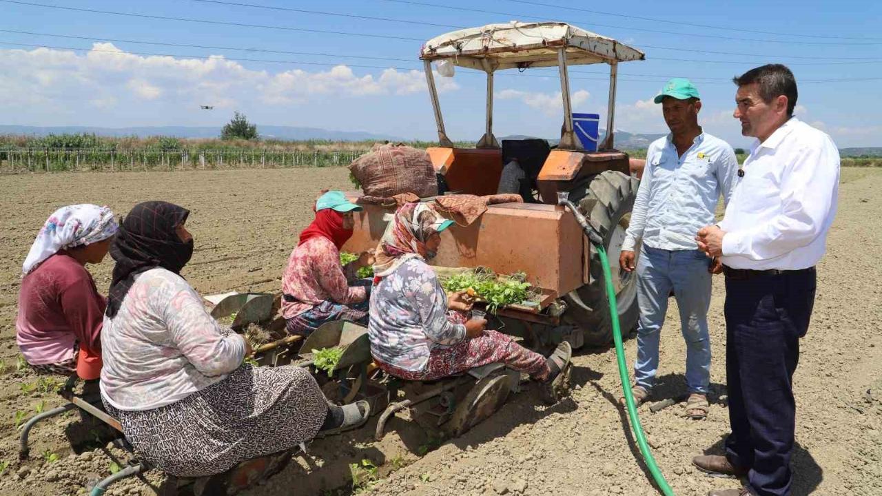 Tütün mesaisi başladı