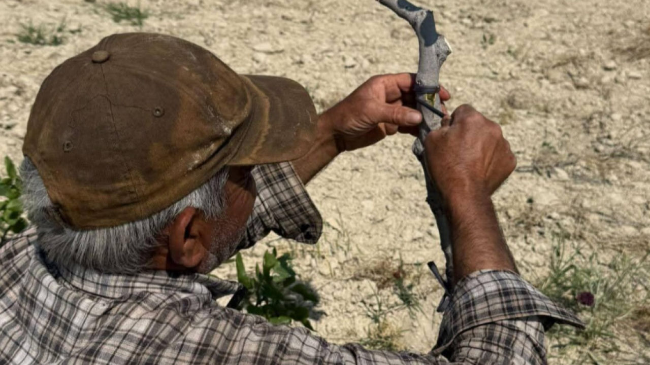 Urfa Fıstığında Kalem Aşısı mesaisi başladı