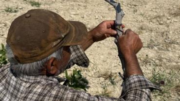 Urfa Fıstığında 'Kalem Aşısı' mesaisi başladı
