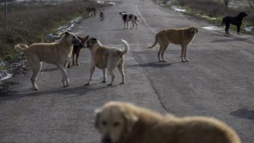 Urfa'da başıboş köpekler bir çocuğa saldırdı