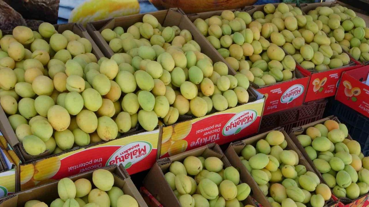 Yaş kayısı tezgahlarda yerini aldı