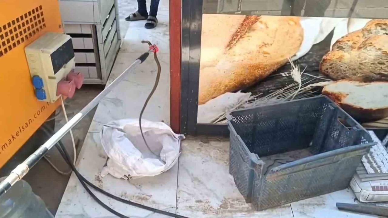 Yerleşim yerinde yılan paniği