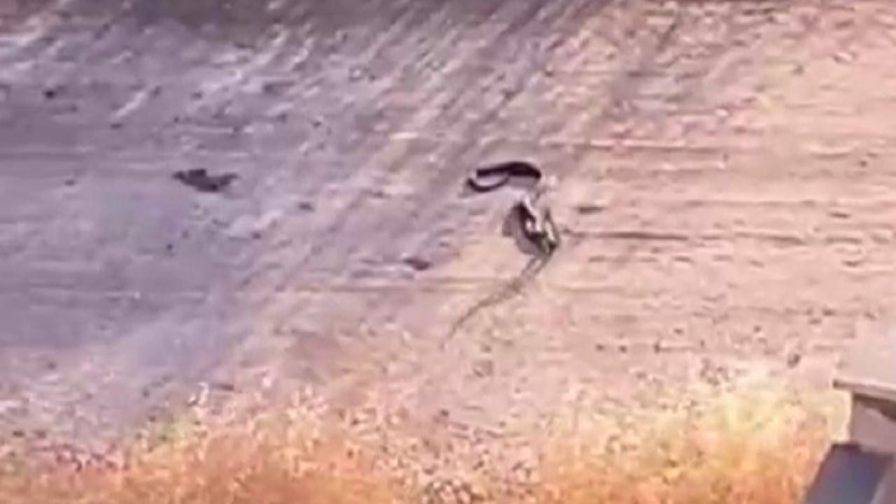 Yerleşim yerlerinde yılan paniği