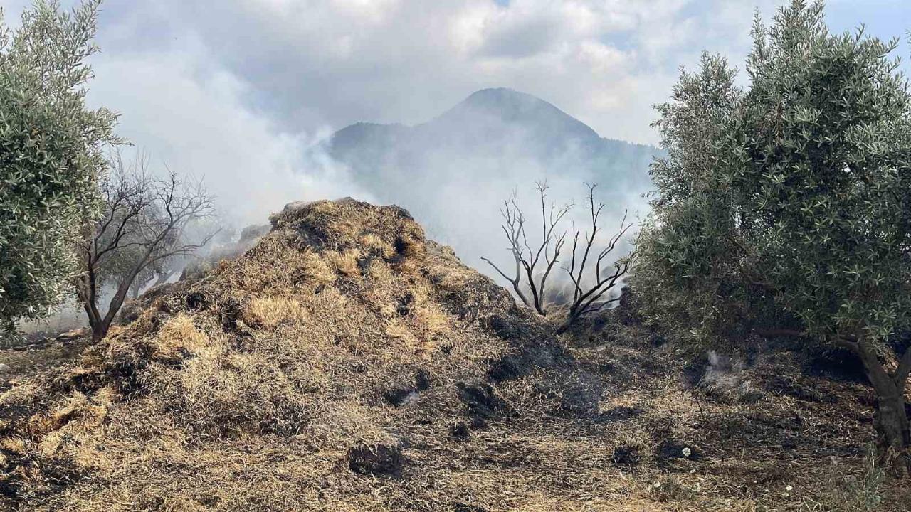 Bahçedeki saman balyaları yandı, zeytin fidanları zarar gördü
