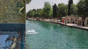 Balıklıgöl’deki balık ölümleri 'mercek altına alınsın' önerisi