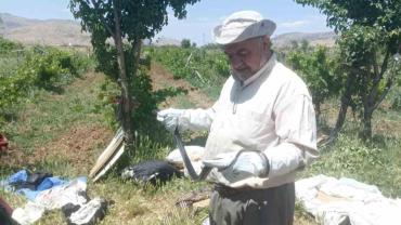 Bir vatandaş yakaladığı yılanı doğaya bıraktı